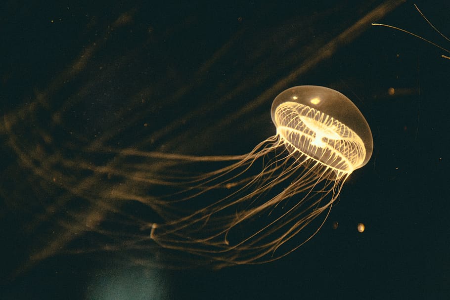 gelbe Qualle, Marine, Leben im Meer, unter wasser, Qualle, Meer, Tiere in freier Wildbahn, Tierthemen, wirbellos, Tierwelt, Tier, Schwimmen, Wasser, ein Tier, unterseeisch, Natur, keine Leute, Schönheit in der Natur, Panzer, Aquarium, auf dem Wasser schwimmen, schwarzer Hintergrund, giftig, Helligkeit, 5K