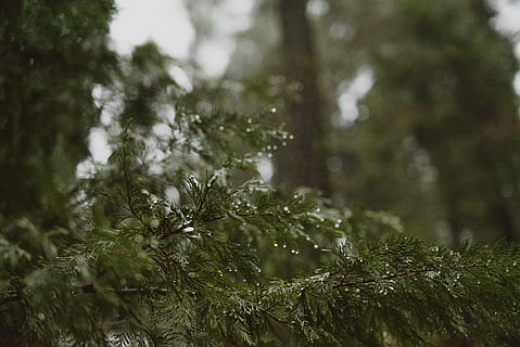 Baum, Regen, Regentropfen, Wald, tropfen, fallen, Redwood, Pflanze, Kiefer, Nadelbaum, Pinaceae, Natur, keine Leute, Ast, Tag, Wachstum, Ruhe, Schönheit in der Natur, grüne Farbe, selektiver Fokus, Nahansicht, Winter, Fokus auf den Vordergrund, draußen, Tannenbaum, Nadel - Pflanzenteil, Kiefernwald, 4K, CC0, gemeinfrei, lizenzfrei