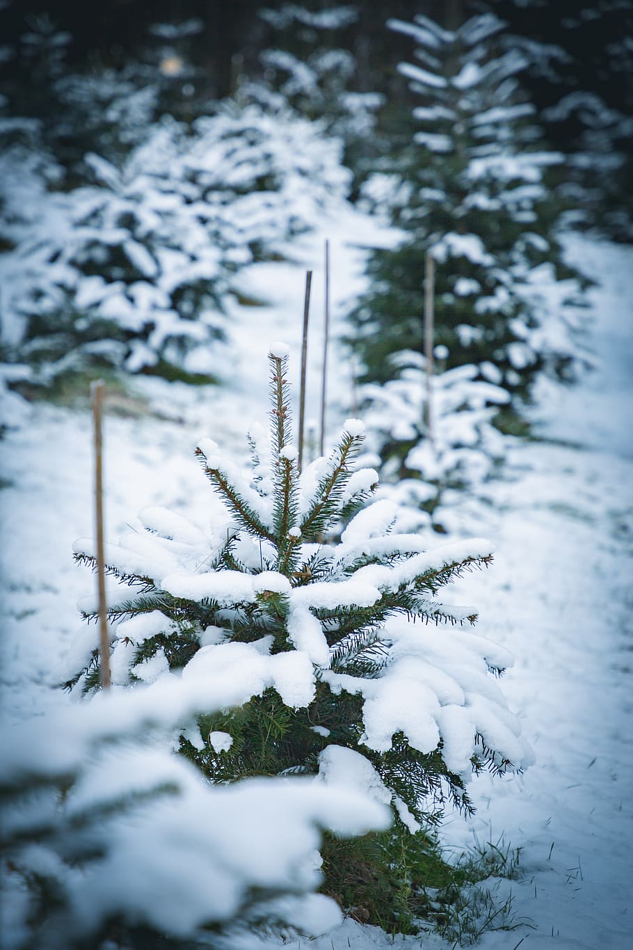 pi, cobert, neu, arbre, planta, abies, avet, conífera, a l'aire lliure, naturalesa, gel, picea, hivern, gelades, teix, paisatge, barana, gota, edifici, torre, temperatura de fred, congelat, bellesa a la natura, cap gent, dia, Color blanc, terra, cobertura, tranquil·litat, creixement, camp, escenics - natura, branca, clima extrem, arbre de coníferes, nevar, neu en pols, 4K