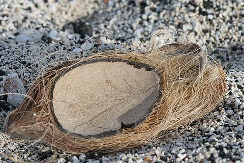 playa, Coco, cáscara, arena, naturaleza, día, de cerca, nadie, tierra, al aire libre, sólido, rock, centrarse en primer plano, campo, marrón, vista de alto ángulo, material de madera, roca - objeto, piedra - objeto, texturizado, solo objeto, luz del sol, dos objetos, áspero, 4K, CC0, dominio público, libre de derechos