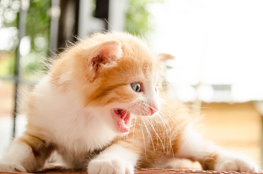 gat, agressiu, leon, perill, felí, tigre, cara, nacional, mascotes, mamífer, un animal, temes d'animals, animal, animals domèstics, animal jove, centrar-se en primer pla, bonic, primer pla, vertebrats, expressió facial, cabell, cap gent, part del cos dels animals, caní, retrat, gos, mirant, bigotis, boca oberta, cap d’animals, petit, 4K