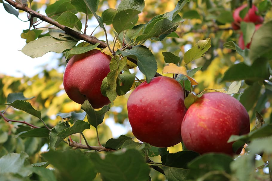 Pomme, pommier, fruit, des arbres, vitamines, à l'automne de, rouge, en bonne santé, apfelernte, Frais, récolte, la moisson, aliments, il y a, alimentation, biologique, délicieux, sucré, mûr, alimentation saine, Nourriture et boisson, feuille, partie de la plante, bien-être, croissance, plante, fraîcheur, arbre, fermer, pomme - fruit, couleur verte, la nature, branche, arbre fruitier, personne, en plein air, 5K