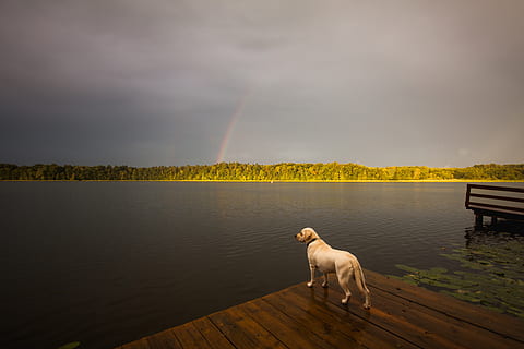 nothing, empty, water, dog, canine, mammal, sky, beauty in nature, cloud - sky, one animal, animal themes, lake, domestic animals, animal, domestic, rainbow, nature, pets, vertebrate, no people, outdoors, 4K, CC0, public domain, royalty free