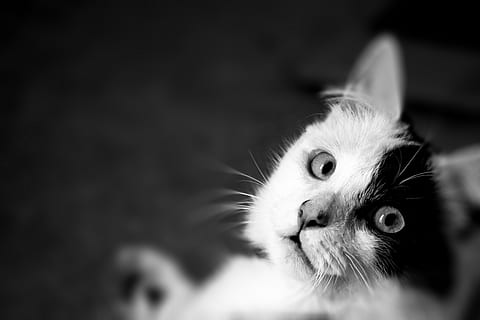gat blanc, animal, Milton Keynes, Regne Unit, adorable, mascota, gat, angora, mamífer, relaxant, naturalesa, bonic, mira, fixa't, pell, ulls, masculí, timmy, mascotes, nacional, animals domèstics, temes d'animals, gat domèstic, un animal, felí, vertebrats, a l'interior, primer pla, part del cos dels animals, retrat, animal jove, bigotis, cap d’animals, centrar-se en primer pla, gatet, cap gent, ull d’animals, fons negre, 4K, CC0, domini públic, lliure de regalies