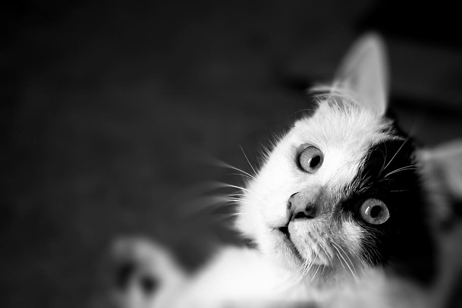 gat blanc, animal, Milton Keynes, Regne Unit, adorable, mascota, gat, angora, mamífer, relaxant, naturalesa, bonic, mira, fixa't, pell, ulls, masculí, timmy, mascotes, nacional, animals domèstics, temes d'animals, gat domèstic, un animal, felí, vertebrats, a l'interior, primer pla, part del cos dels animals, retrat, animal jove, bigotis, cap d’animals, centrar-se en primer pla, gatet, cap gent, ull d’animals, fons negre, 4K