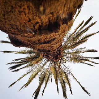 Palmera, arbre, amunt, platja, mesquita, planta, primer pla, naturalesa, cap gent, bellesa a la natura, creixement, dia, tronc de l'arbre, tronc, centrar-se en primer pla, enfocament selectiu, tranquil·litat, branca, a l'aire lliure, cel, full, vista d’angle baix, pi, arbre de coníferes, picant, 1080P, CC0, domini públic, lliure de regalies