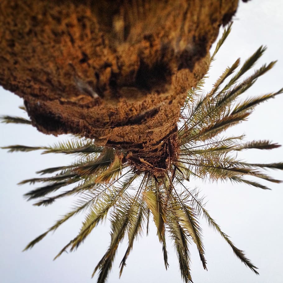 Palmera, arbre, amunt, platja, mesquita, planta, primer pla, naturalesa, cap gent, bellesa a la natura, creixement, dia, tronc de l'arbre, tronc, centrar-se en primer pla, enfocament selectiu, tranquil·litat, branca, a l'aire lliure, cel, full, vista d’angle baix, pi, arbre de coníferes, picant, 1080P
