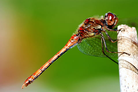 dragonfly, insect, resting posture, animal themes, invertebrate, animal, animal wildlife, one animal, animals in the wild, close-up, animal wing, focus on foreground, nature, no people, green color, outdoors, plant, animal body part, day, colored background, plant part, animal eye, 4K, CC0, public domain, royalty free