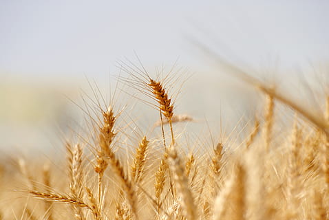wheat, bread, cereal, rye, straw, crop, seed, corn, field, rural, gold, farm, growth, flour, agriculture, grain, plant, food, natural, organic, nature, summer, season, healthy, farming, countryside, cereal plant, landscape, land, rural scene, barley, close-up, environment, extreme close-up, sky, no people, ripe, outdoors, rye - grain, 4K, CC0, public domain, royalty free