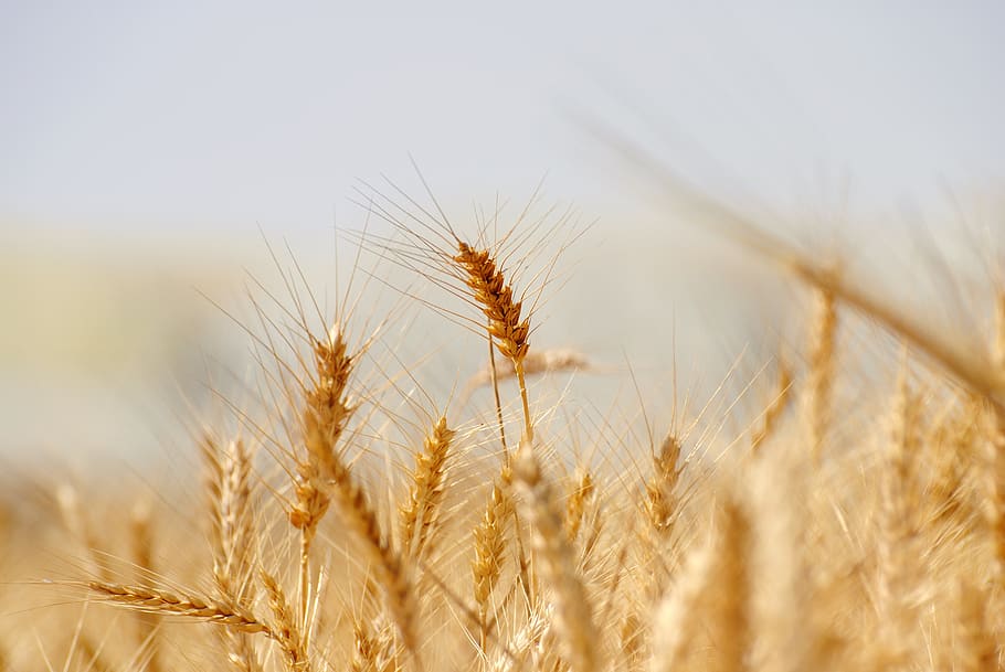 Weizen, Brot, Müsli, Roggen, Stroh, Ernte, Samen, Mais, Feld, ländlich, Gold, Bauernhof, Wachstum, Mehl, Landwirtschaft, Korn, Pflanze, Lebensmittel, natürlich, organisch, Natur, Sommer-, Jahreszeit, gesund, Landschaft, Getreidepflanze, Land, ländliche Szene, Gerste, Nahansicht, Umgebung, extreme Nahaufnahme, Himmel, keine Leute, reif, draußen, Roggenkorn, 4K