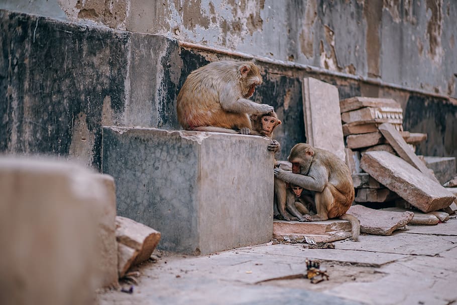 tres, marró, mico, concret, paret, animals, bonic, la llum del dia, primat, seure, assegut, vida salvatge, zoo, mamífer, temes d'animals, animal, grup d’animals, animals a la natura, fauna animal, cap gent, vertebrats, dia, dos animals, enfocament selectiu, sòlid, animal jove, relaxació, a l'aire lliure, funció de construcció de parets, arquitectura, família d’animals, babuí, 5K