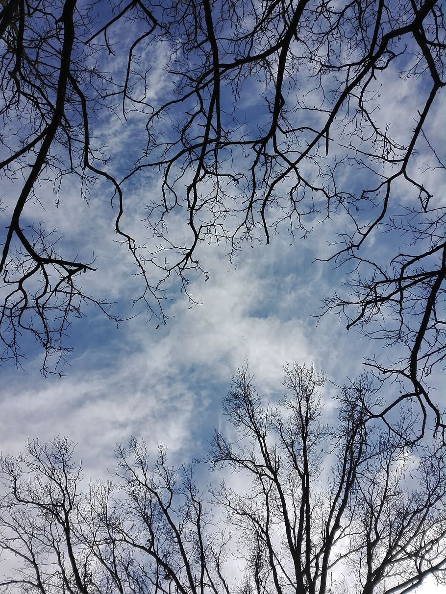 cel, arbre, blau, núvols, drzewo, núvol - cel, arbre nu, planta, branca, vista d’angle baix, bellesa a la natura, tranquil·litat, naturalesa, cap gent, escenics - natura, dia, escena tranquil·la, silueta, creixement, a l'aire lliure, escena no urbana, bosc, directament a sota, copa de l'arbre, 4K