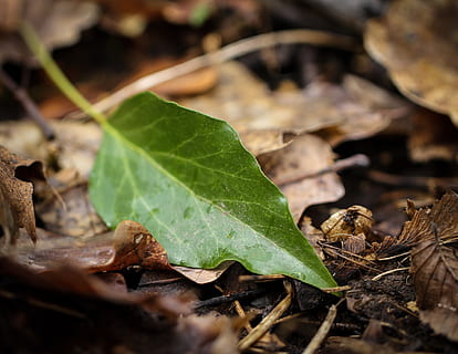 frunze, pădure, odihnă, încă, copac, verde, forta, puternic, parte a plantelor, natură, a închide, nici o persoana, plantă, teren, selectiv, uscat, zi, vulnerabilitate, frumusețe în natură, fragilitate, camp, Culoarea verde, creştere, în aer liber, vedere în unghi mare, să se concentreze asupra primelor elemente, 2K, CC0, domeniu public, fără drepturi de autor