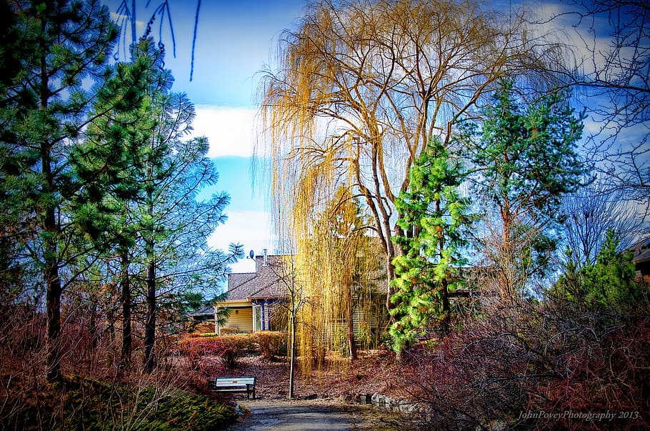 verd, arbre, blau, ennuvolat, cel, hora del dia, edifici, Camí, arbres, planta, arquitectura, estructura construïda, exterior de l'edifici, naturalesa, casa, cap gent, dia, barri residencial, creixement, a l'aire lliure, branca, bosc, terra, arbre nu, núvol - cel, 1080P