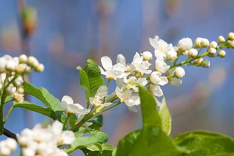 tree, , spring, blossom, blooming, natural, day, flower, flowers, seasonal, bright, bloom, springtime, gardening, season, flora, solar, garden, april, blue, growth, plant, beauty, outdoors, sky, background, fresh, branch, nature, abloom, freshness, flowering plant, fragility, beauty in nature, vulnerability, close-up, leaf, focus on foreground, selective focus, plant part, white color, no people, sunlight, flower head, 720P, CC0, public domain, royalty free