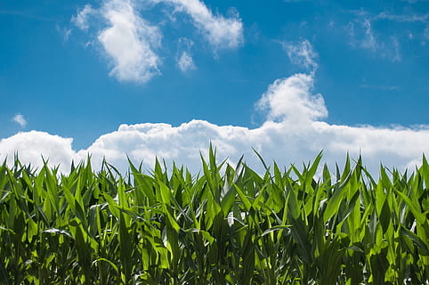 green leafed plants, clouds, corn, cornfield, eco, fair weather, farm, field, green, nature, sky, sunny, cloud - sky, growth, crop, land, agriculture, plant, cereal plant, landscape, green color, corn - crop, beauty in nature, rural scene, no people, environment, day, blue, outdoors, 2K, CC0, public domain, royalty free