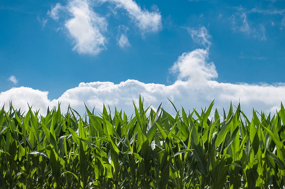 plantes amb fulles verdes, núvols, blat de moro, camp de blat de moro, eco, bon temps, granja, camp, verd, naturalesa, cel, assolellat, núvol - cel, creixement, cultiu, terra, agricultura, planta, planta de cereals, paisatge, color verd, blat de moro - cultiu, bellesa a la natura, escena rural, cap gent, medi ambient, dia, blau, a l'aire lliure, 2K