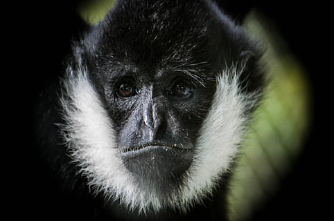langur, scimmia, primate, mammifero, un animale, fauna selvatica, ritratto, animali allo stato selvatico, nessuno, avvicinamento, guardando la fotocamera, parte del corpo animale, gorilla, sfondo nero, vertebrato, natura, occhio animale, foresta pluviale tropicale, 4K, CC0, dominio pubblico, privo di copyright