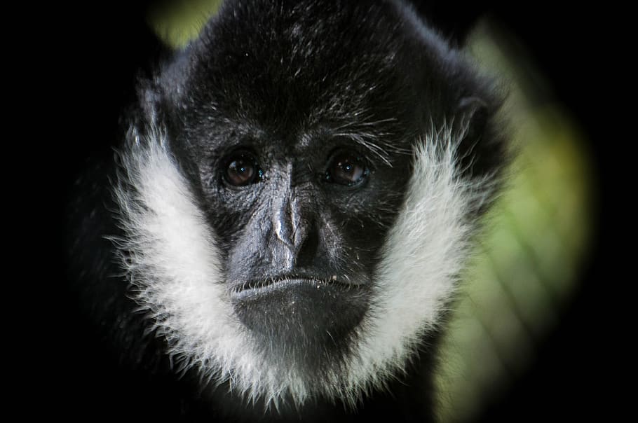 langur, scimmia, primate, mammifero, un animale, fauna selvatica, ritratto, animali allo stato selvatico, nessuno, avvicinamento, guardando la fotocamera, parte del corpo animale, gorilla, sfondo nero, vertebrato, natura, occhio animale, foresta pluviale tropicale, 4K