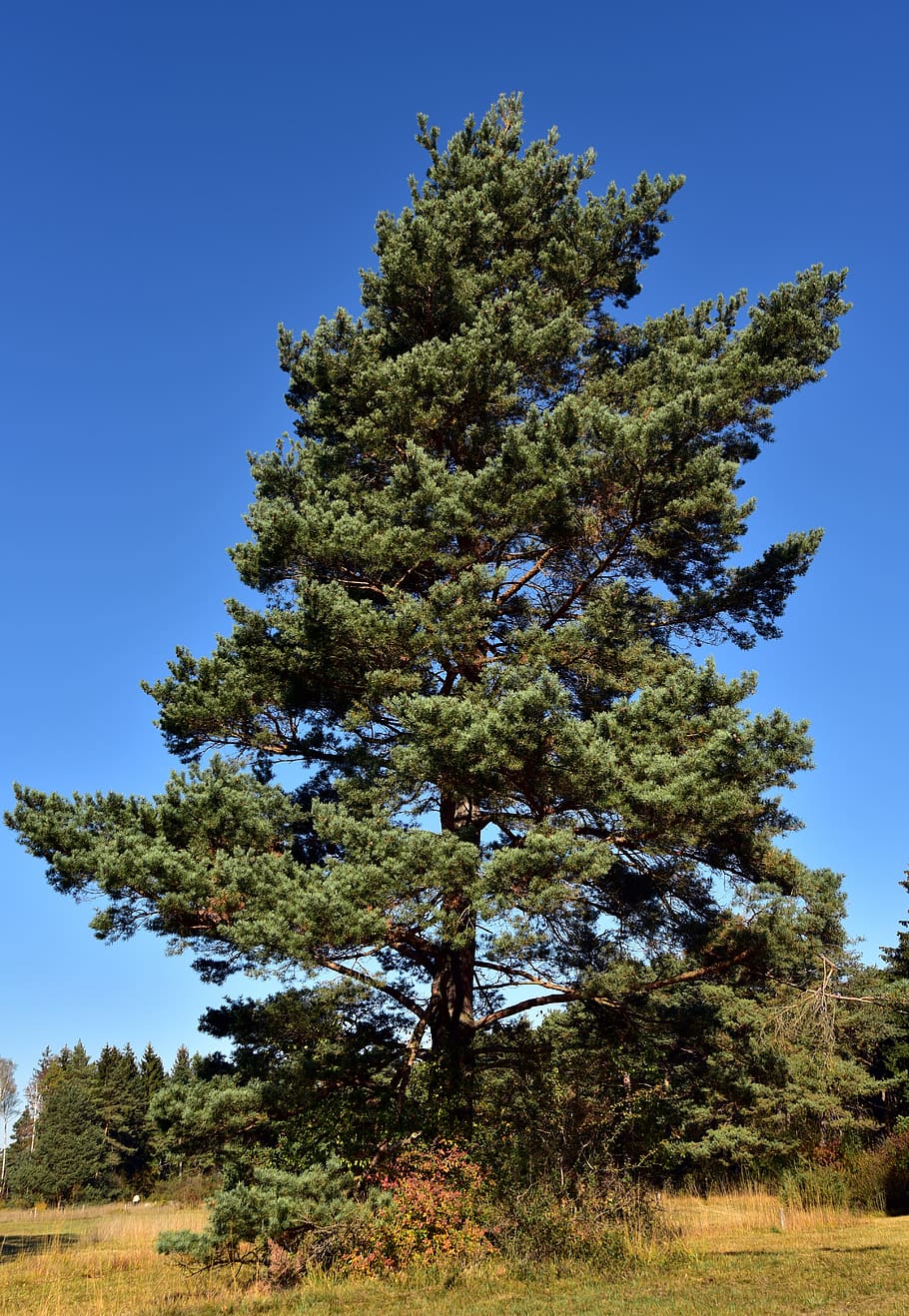 pi, arbre, conífera, verd, de peu, imponent, paisatge, escènic, de fulla perenne, coníferes, tardor, cel, blau, planta, creixement, cel clar, cap gent, bellesa a la natura, naturalesa, color verd, terra, tranquil·litat, dia, camp, vista d’angle baix, a l'aire lliure, llum solar, escena tranquil·la, branca, escenics - natura, arbre de coníferes, 5K