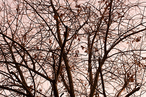 arbres, llum solar, posta de sol, raigs solars, branques, hora daurada, hivern, arbre, arbre nu, planta, branca, vista d’angle baix, cap gent, cel, naturalesa, fons, marc complet, tranquil·litat, tronc, dia, tronc de l'arbre, a l'aire lliure, bellesa a la natura, creixement, complexitat, silueta, vertebrats, planta morta, 5K, CC0, domini públic, lliure de regalies