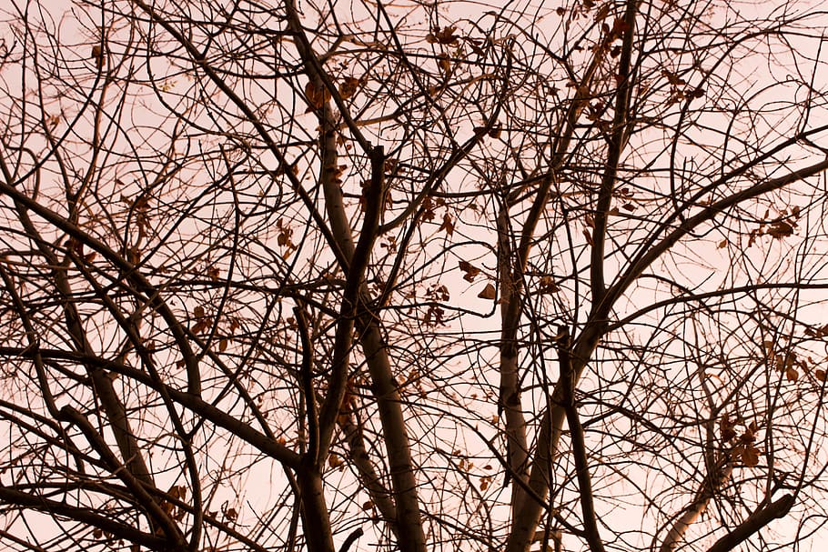 arbres, llum solar, posta de sol, raigs solars, branques, hora daurada, hivern, arbre, arbre nu, planta, branca, vista d’angle baix, cap gent, cel, naturalesa, fons, marc complet, tranquil·litat, tronc, dia, tronc de l'arbre, a l'aire lliure, bellesa a la natura, creixement, complexitat, silueta, vertebrats, planta morta, 5K