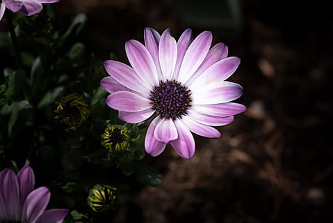 Cape Daisy, Blume, Flora, Garten, Nahansicht, Frühling, Natur, blühen, Frühlingsblumen, Umhangkorb, Pflanze, blühende Pflanze, Zerbrechlichkeit, Verletzlichkeit, Blütenblatt, Frische, Schönheit in der Natur, Blütenstand, Blütenkopf, Wachstum, Osteospermum, pinke Farbe, Fokus auf den Vordergrund, keine Leute, Pollen, lila, draußen, 2K, CC0, gemeinfrei, lizenzfrei