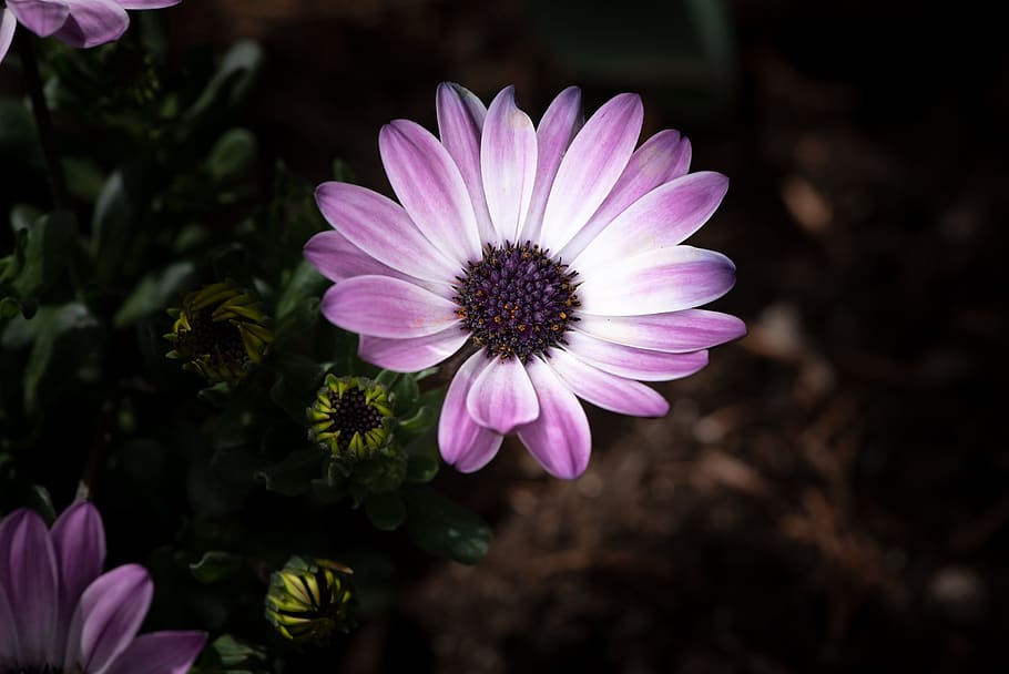 capa daisy, flor, flora, jardí, primer pla, primavera, naturalesa, florir, flors de primavera, cistella de capa, planta, planta amb flors, fragilitat, vulnerabilitat, pètal, frescor, bellesa a la natura, inflorescència, cap de flor, creixement, osteospermum, color rosa, centrar-se en primer pla, cap gent, pol·len, porpra, a l'aire lliure, 2K