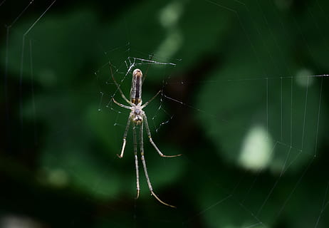 Spinne, Spinnennetz, Spinnentier, Tierthemen, Tier, wirbellos, Tiere in freier Wildbahn, Tierwelt, Zerbrechlichkeit, Gliederfüßer, ein Tier, Insekt, Nahansicht, Fokus auf den Vordergrund, Verletzlichkeit, Netz, Überleben, Natur, Tierbein, Tierkörperteil, keine Leute, draußen, Komplexität, 4K, CC0, gemeinfrei, lizenzfrei