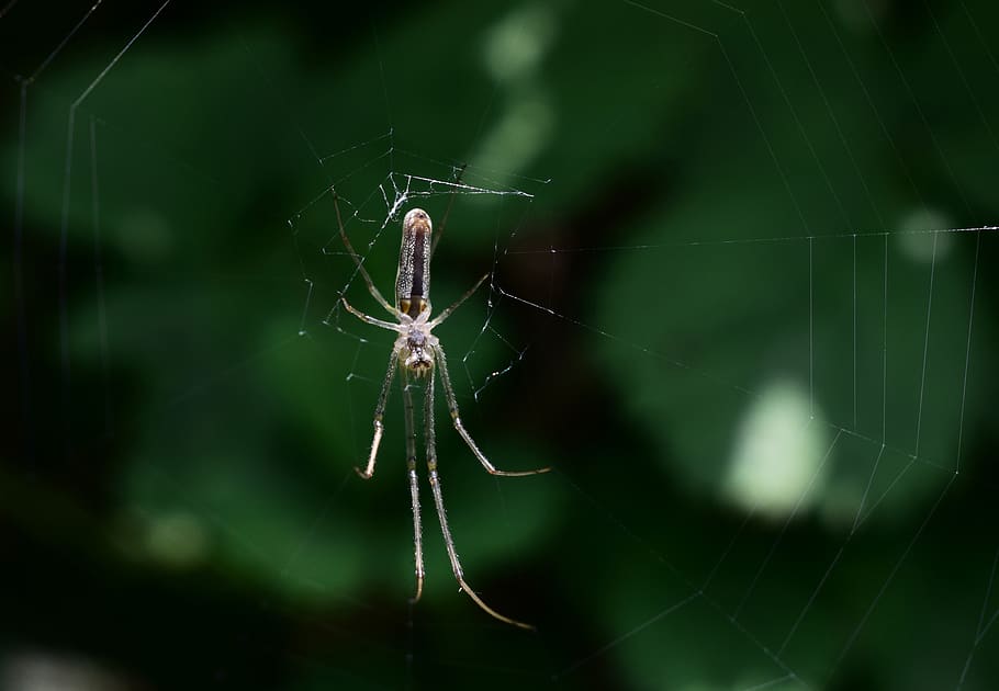 Spinne, Spinnennetz, Spinnentier, Tierthemen, Tier, wirbellos, Tiere in freier Wildbahn, Tierwelt, Zerbrechlichkeit, Gliederfüßer, ein Tier, Insekt, Nahansicht, Fokus auf den Vordergrund, Verletzlichkeit, Netz, Überleben, Natur, Tierbein, Tierkörperteil, keine Leute, draußen, Komplexität, 4K