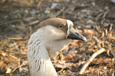 Gans, Vogel, Gefieder, Flügel, Geflügel, Kreatur, Vogelkunde, Schwangans, schwarzer schnabel, inländisch, Tierthemen, Tier, Tierwelt, ein Tier, Tiere in freier Wildbahn, Wirbeltier, Fokus auf den Vordergrund, Land, Natur, Feld, keine Leute, Seitenansicht, Tag, Nahansicht, suchen, Jungtier, Schnabel, Wegschauen, draußen, Tierkopf, Profilansicht, 2K, CC0, gemeinfrei, lizenzfrei