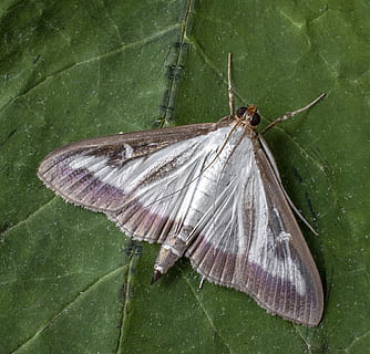 box tree moth, insekt, makro, møl, lepidoptera, angriber, tæt, hvirvelløse, et dyr, dyr, dyre temaer, dyreliv, dyr i naturen, plante del, blad, dyrefløj, tæt på, grøn farve, ingen mennesker, natur, zoologi, dag, høj vinkel visning, skønhed i naturen, udendørs, sommerfugl - insekt, blade, sommerfugl, 2K, CC0, offentligt domæne, royaltyfrie