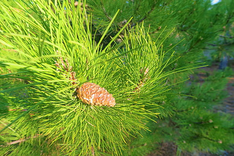 pin, ramură, copac, natură, verde, plantă, pădure, cocon, primăvară, Culoarea verde, creştere, animale tematice, zi, animale sălbatice, a închide, animal, nici o persoana, frumusețe în natură, să se concentreze asupra primelor elemente, animale în sălbăticie, un animal, în aer liber, conifer, Brad, Pinaceae, con de brad, ac - parte a plantelor, 5K, CC0, domeniu public, fără drepturi de autor