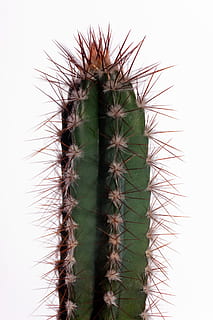 cactus, blanc, planta suculenta, espina, planta, cap gent, agut, espigada, creixement, naturalesa, color verd, primer pla, bellesa a la natura, patró natural, dia, signe, a l'aire lliure, senyal d'advertència, cactus saguaro, tir de l'estudi, fons blanc, picant, clima àrid, , CC0, domini públic, lliure de regalies