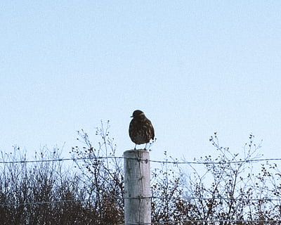 island, fugl, hvirveldyr, perching, dyre temaer, dyr, dyreliv, dyr i naturen, himmel, et dyr, skyfri himmel, natur, dag, træ, ingen mennesker, plante, kopiere plads, kold temperatur, lav vinkel visning, vinter, rovfugl, udendørs, stolpe, træ post, ørn, 2K, CC0, offentligt domæne, royaltyfrie