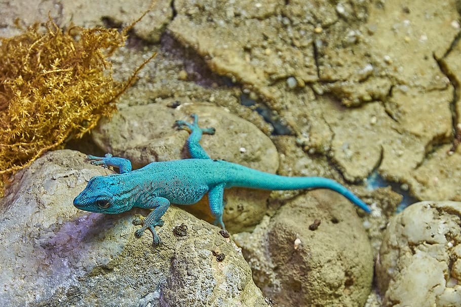 vingui, turquesa, llangardaix, paret, rock, caçador, llengua, ulls, temes d'animals, un animal, animal, animals a la natura, fauna animal, rèptil, vertebrats, sòlid, rock - object, cap gent, naturalesa, dia, centrar-se en primer pla, primer pla, a l'aire lliure, vista d’angle alt, part del cos dels animals, zoologia, escala d’animals, 2K