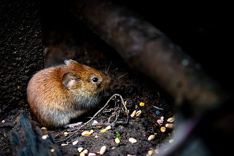 selettivo, fotografia a fuoco, Marrone, roditore, poco, topo, minuscolo, albero, natura, temi animali, animale, un animale, fauna selvatica, mammifero, nessuno, messa a fuoco selettiva, avvicinamento, animali allo stato selvatico, giorno, legno - materiale, all'aperto, ratto, vertebrato, terra, Noce, vista dall'alto, 5K, CC0, dominio pubblico, privo di copyright
