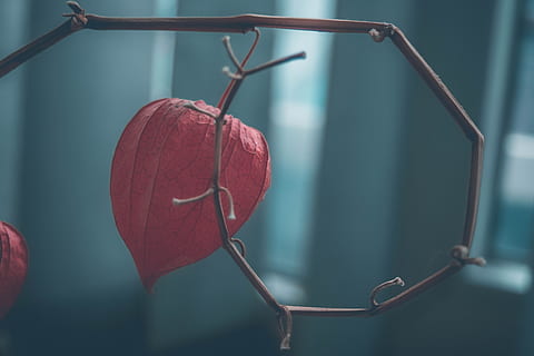 physalis, fleur, se concentrer sur le premier plan, rouge, fermer, personne, pendaison, journée, émotion positive, forme de coeur, amour, métal, la nature, émotion, plante, brindille, en plein air, croissance, fruit, fraîcheur, tige de la plante, 5K, CC0, domaine public, libre de droits
