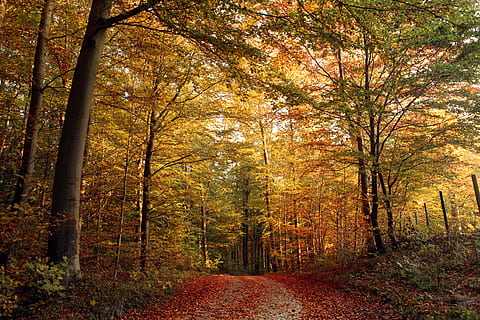 vermell, flors, carretera, bosc, arbre, Camí, fulles, full, tardor, caure, perspectiva, naturalesa, a l'aire lliure, taronja, groc, temporada, paisatge, color taronja, color daurat, llum solar, escenics, bellesa a la natura, octubre, multicolor, sendera, llum - fenomen natural, color vibrant, branca, parc - l'home va fer espai, exuberant fullatge, colors, escena rural, escena no urbana, raig de sol, sol, cap gent, color verd, planta, brillant, dia, escena tranquil·la, imatge en color, fons, medi ambient, al matí, 4K, CC0, domini públic, lliure de regalies