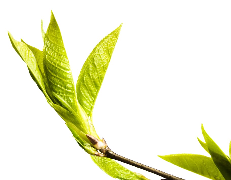 afdeling, træ, blad, grøn, hvid, plante, isolerede, vækst, natur, forår, Kvist, knop, spirende, blomstre, spire, ny, stilk, tæt på, lille, spray, løv, Brun, sæson-, botanisk, voksende, burst, flor, skyde, Kirsebærtræ, vegetation, makro, sæson, flora, kirsebær, ung, have, løvet, urt, frisk, detalje, delikat, friskhed, plante del, grøn farve, hvid baggrund, studio skud, skåret ud, mad, skønhed i naturen, ingen mennesker, mad og drikke, urtemedicin, udendørs, botanik, medicin, 2K