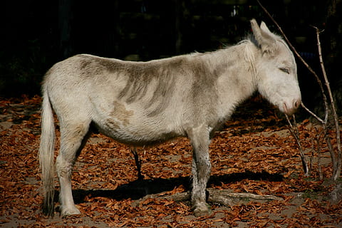 asno, animal, ungular, mamífero, temas animais, animais domésticos, um animal, doméstico, pets, vertebrado, pecuária, terra, animais selvagens, de pé, cavalo, ninguém, campo, comprimento total, vista lateral, natureza, dia, herbívoro, ao ar livre, Vista de perfil, 4K, CC0, domínio público, royalty free