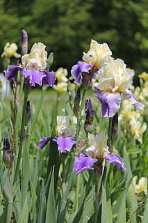 iris, fiore, natura, pianta fiorita, pianta, bellezza nella natura, vulnerabilità, fragilità, viola, freschezza, avvicinamento, crescita, petalo, infiorescenza, nessuno, testa di fiore, giorno, lavanda, concentrarsi sulle conoscenze acquisite, terra, campo, iris - pianta, 5K, CC0, dominio pubblico, privo di copyright