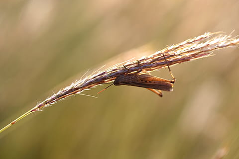 græshoppe, græs, Insecta, hvile, tæt på, dyre temaer, fokus på forgrunden, et dyr, plante, dyr, dyr i naturen, hvirvelløse, insekt, dyreliv, natur, dag, ingen mennesker, selektiv fokusering, udendørs, sollys, dyr kropsdel, plantestamme, vækst, skønhed i naturen, 5K, CC0, offentligt domæne, royaltyfrie