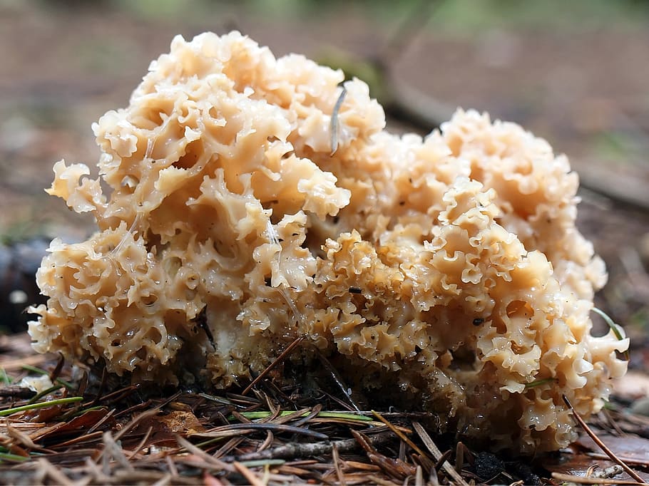 bolets, menjar, primer pla, menjar i beguda, frescor, cap gent, llest per menjar, enfocament selectiu, centrar-se en primer pla, dia, natura morta, alimentació saludable, benestar, arròs - aliment bàsic, indulgència, menjar asiàtic, vegetals, naturalesa, a l'aire lliure, menjar japonès, temptació, 2K