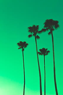 quattro palme, pianta, Palma, crescita, clima tropicale, bellezza nella natura, cielo, nessuno, natura, la tranquillità, stelo vegetale, Inquadratura dal basso, colore verde, albero, copia spazio, all'aperto, giorno, sfondo colorato, fiore, avvicinamento, cielo sereno, palma da cocco, albero tropicale, 8K, CC0, dominio pubblico, privo di copyright