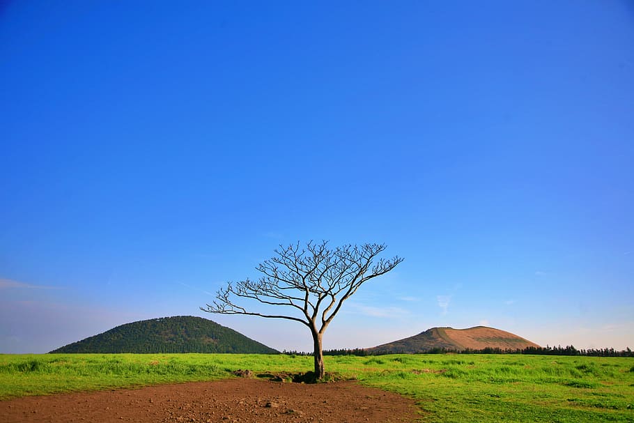 baretree, agricultura, arbre nu, camp, terres de cultiu, alba, la llum del dia, medi ambient, caure, herba, verd, creixement, turó, jeju island, paisatge, naturalesa, a l'aire lliure, rural, escènic, cel, sòl, estiu, sol, viatjar, arbre, planta, blau, bellesa a la natura, terra, escena tranquil·la, escenics - natura, tranquil·litat, cel clar, dia, còpia espai, escena no urbana, cap gent, color verd, aïllat, 4K