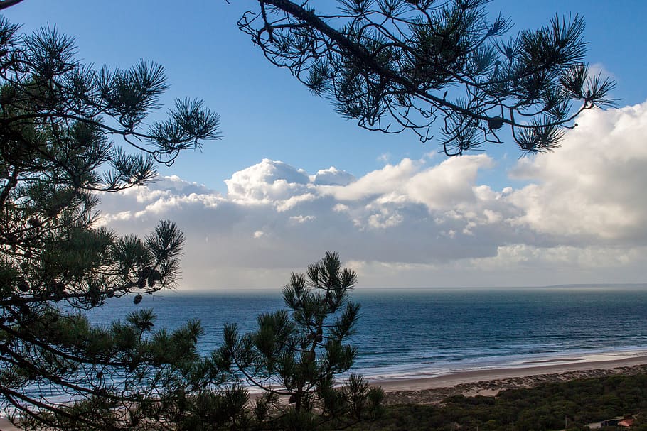 foto de paisatge, arbres, mar, platja, blau, núvols, Costa, durant el dia, paisatge, naturalesa, oceà, pi, sorra, escènic, paisatge marí, vora del mar, cel, arbre, aigua, onades, bellesa a la natura, planta, tranquil·litat, escenics - natura, escena tranquil·la, núvol - cel, cap gent, escena no urbana, horitzó, horitzó sobre l’aigua, terra, idíl·lic, branca, a l'aire lliure, 4K