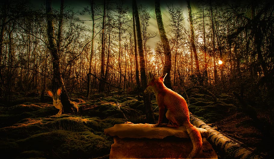 hare, Fuchs, Skov, natur, solnedgang, mystisk, træ, plante, et dyr, dyre temaer, dyr, jord, dyreliv, ingen mennesker, himmel, dyr i naturen, ro, pattedyr, hvirveldyr, træstamme, bagagerum, ikke-urbane scene, scenics - natur, udendørs, 4K