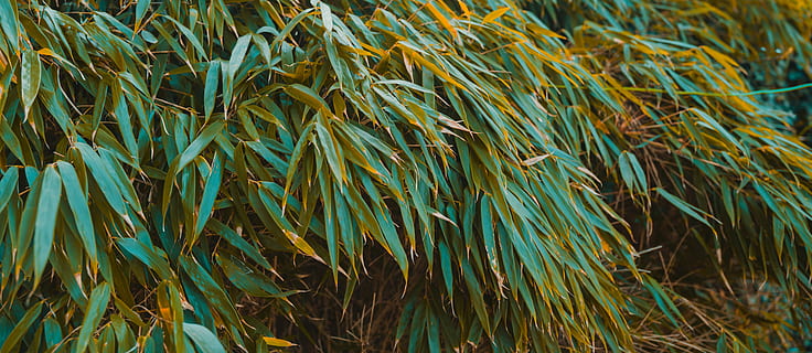 vegetasi, rumput, semak, pohon, bambu, menanam, hijau, alam, konifer, daun, agavaceae, mekar, bunga, willow, tanah, di luar rumah, pagar, buluh, halaman rumput, bingkai penuh, pertumbuhan, warna hijau, merapatkan, tidak ada orang, latar belakang, keindahan di alam, hari, bidang, fokus selektif, tampilan sudut tinggi, multi-warna, kuning, fokus pada latar depan, pola, bilah rumput, kusut, 8K, CC0, domain publik, bebas royalti