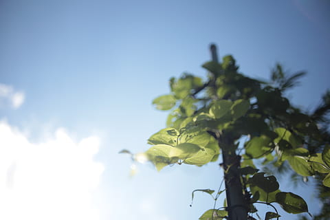 pianta, foglia, albero, luce del sole, vegetazione, bagliore, luce, all'aperto, natura, quercia, fiorire, fiore, tronco d'albero, vene, erba, verde, petalo, ringhiera, corrimano, silhouette, cielo, crescita, Inquadratura dal basso, bellezza nella natura, parte vegetale, nessuno, giorno, concentrarsi sulle conoscenze acquisite, avvicinamento, nuvola - cielo, colore verde, la tranquillità, messa a fuoco selettiva, freschezza, 5K, CC0, dominio pubblico, privo di copyright